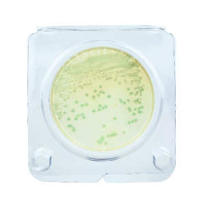 express-test-bacillus-cereus