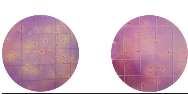 MicroFast Enterobacteriaceae Count Plate