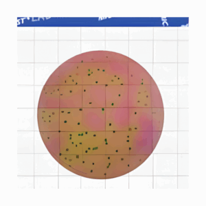 MicroFast Lactic Acid Bacteria Count Plate