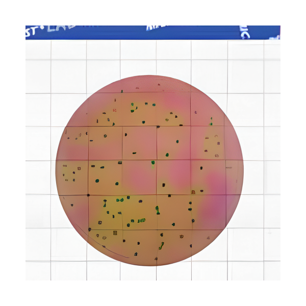 MicroFast Lactic Acid Bacteria Count Plate
