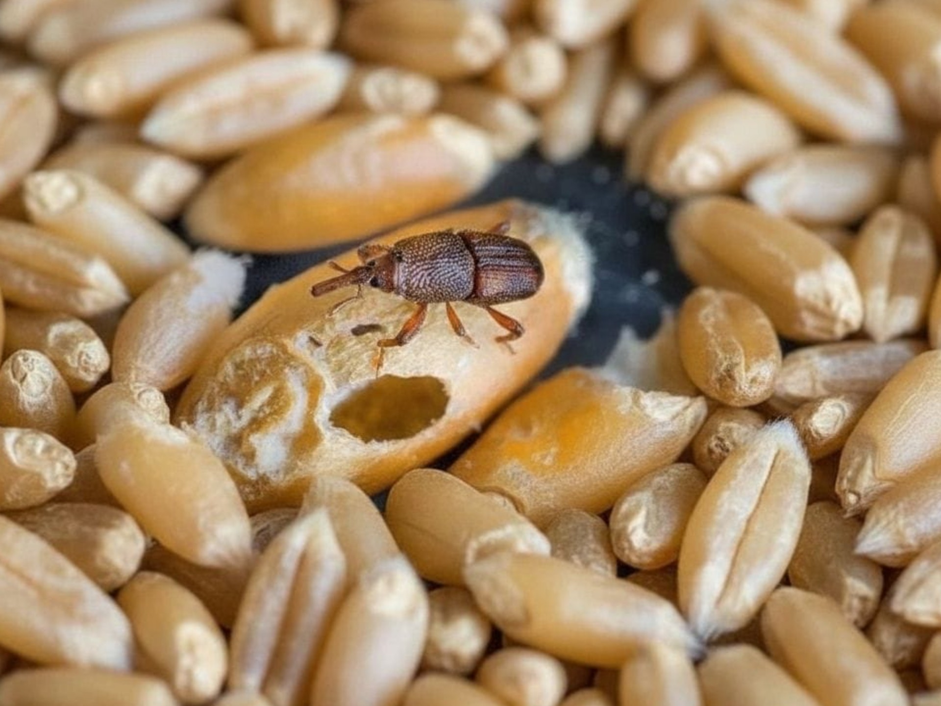 fumigaciya_zerna_dilgonosic