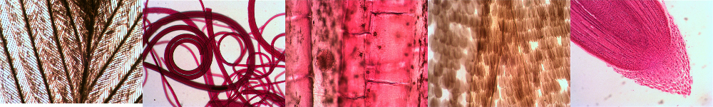 Levenhuk Rainbow 2L PLUS