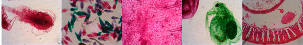 Levenhuk Rainbow 50L PLUS