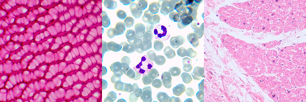 MAGUS Bio 230BL