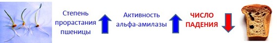 активность альфа-амилазы в пшенице