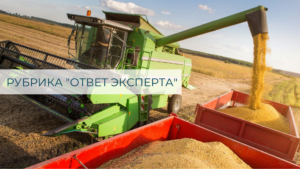 проросшее зерно