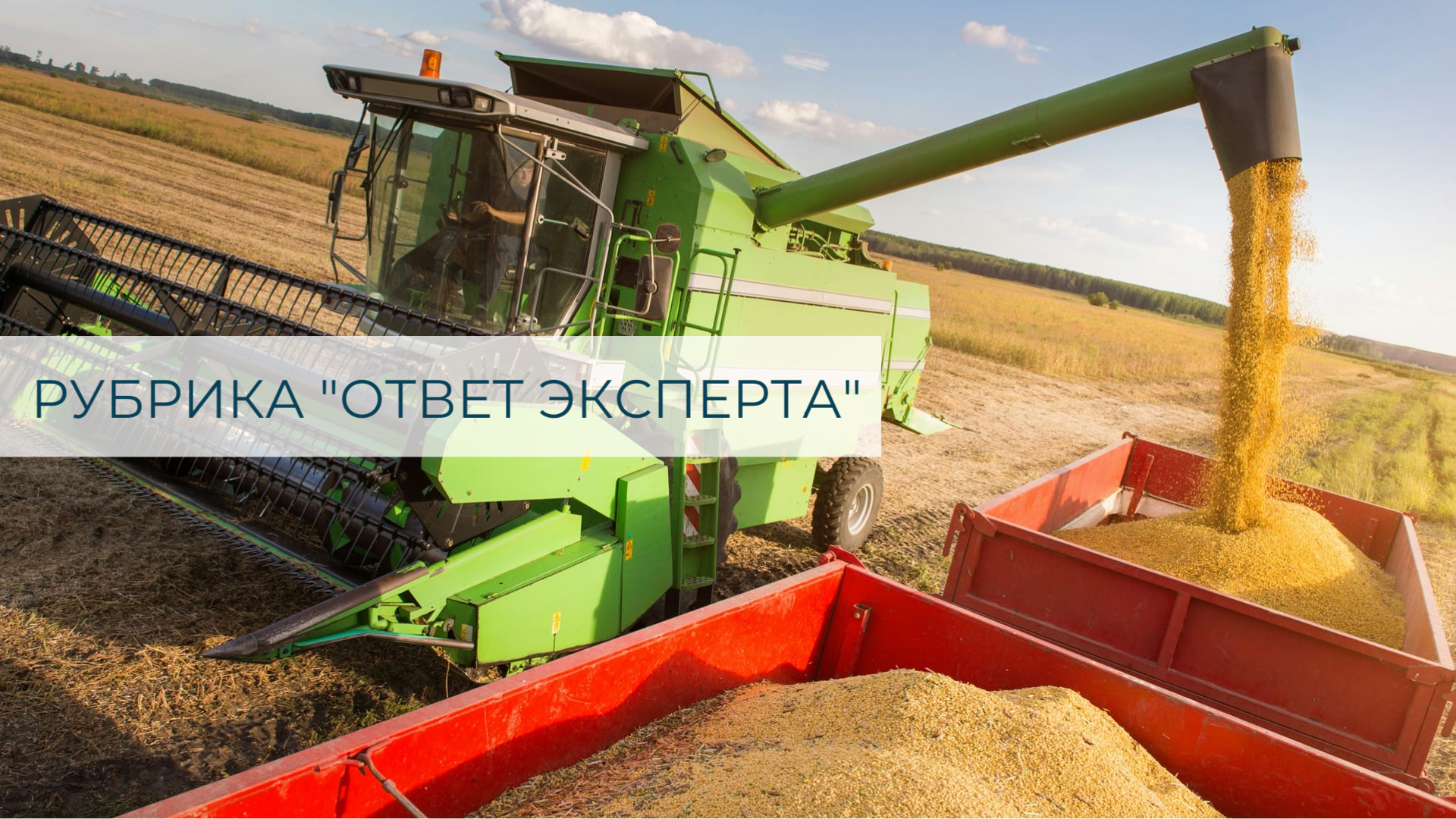 проросшее зерно